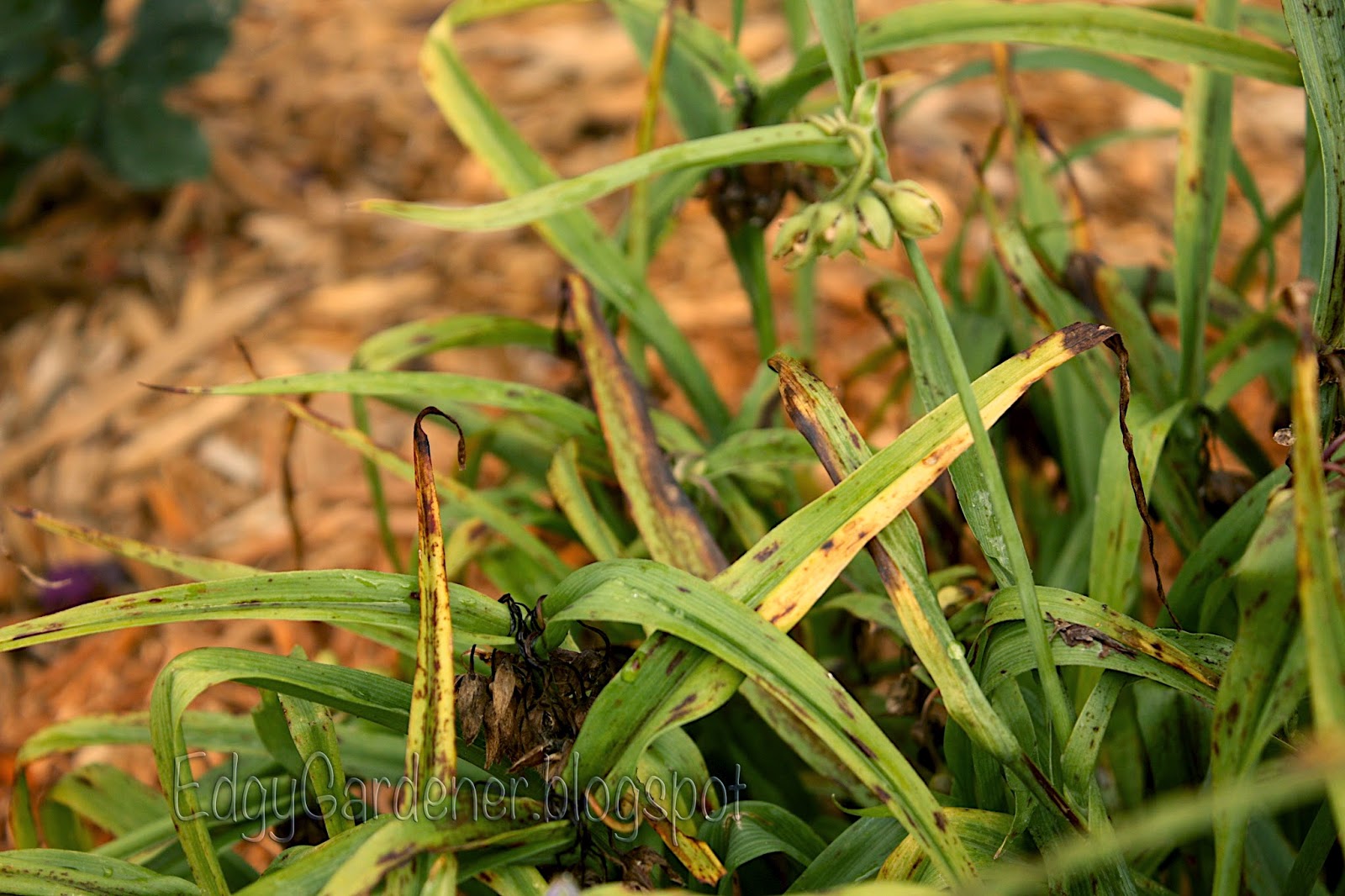 The Edgy Gardener Blog Ugly Spiderwort,Starbuck Sizes