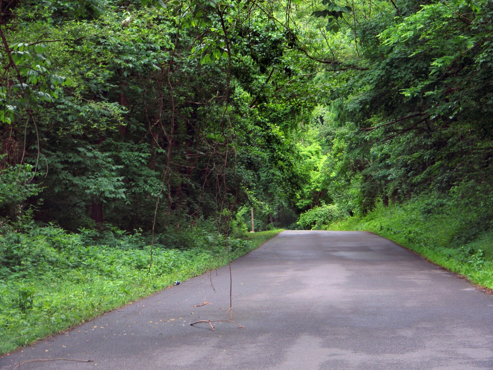 Interesting Trees of West Virginia