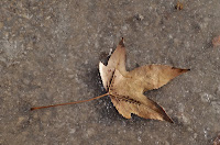 Iced Gold, copyright 2014, Stephanie Maatta Smith Maple leaf embedded in slowly melting ice