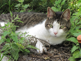 Felix Lounging in the Catnip