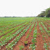 Sitio com 18 alqueires, 11 em lavoura, Laranjeiras do Sul