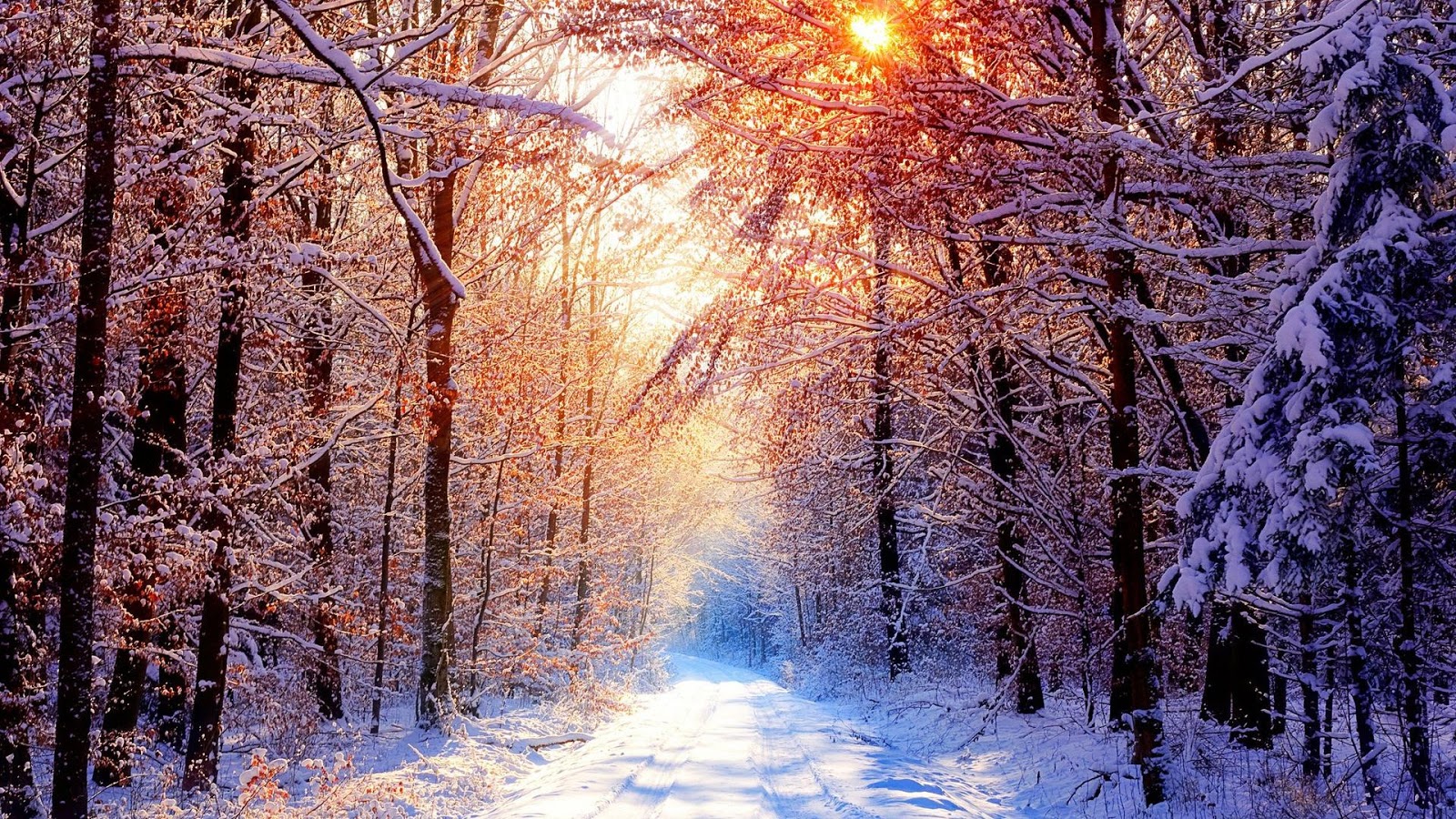 Лес Зимой Красивое Фото