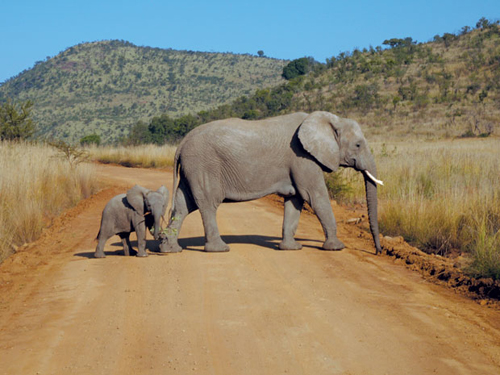 [Image: nhung-ngay-hoang-da-pilanesberg-nam-phi-2.jpeg]