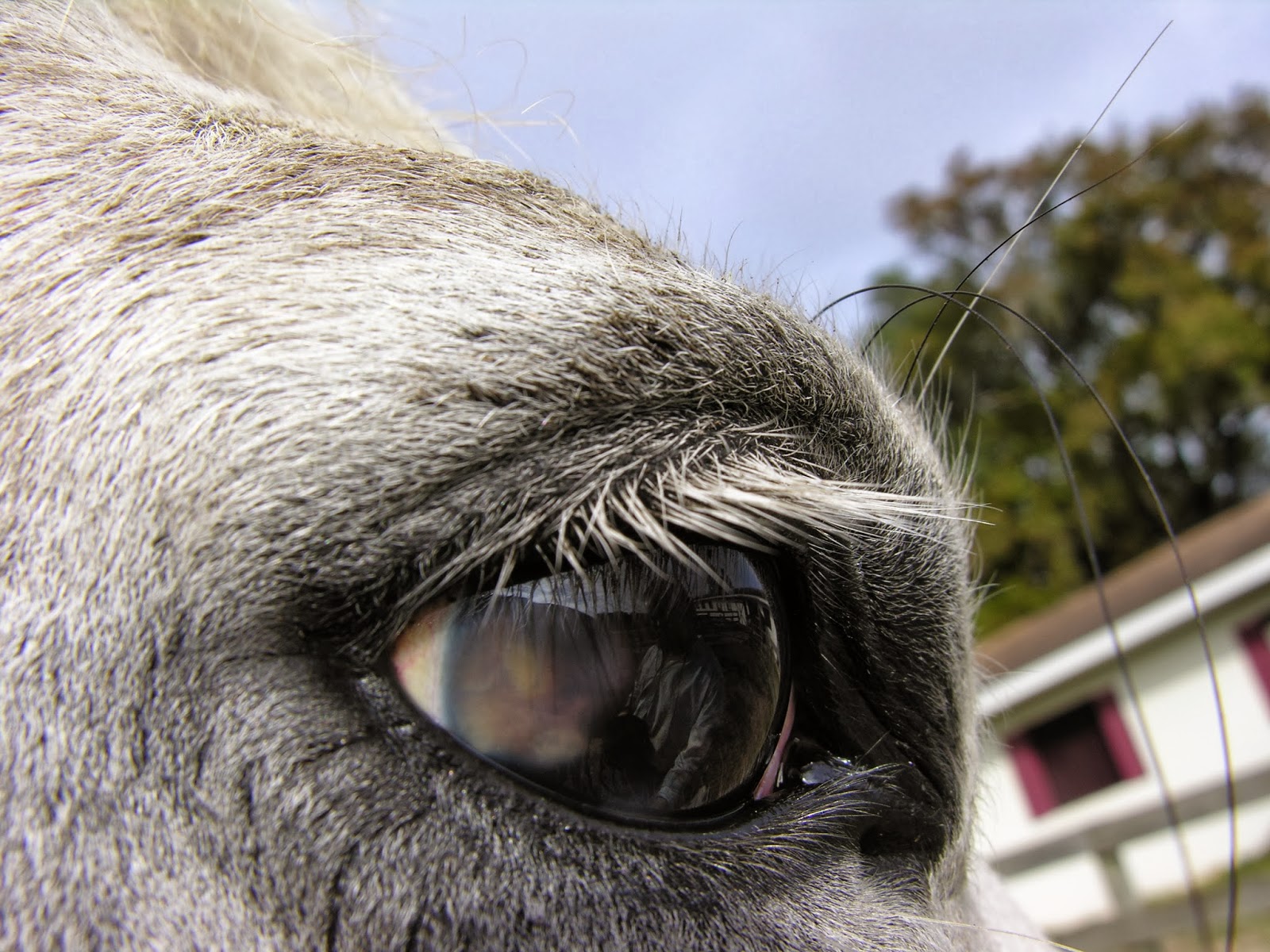 Michael Porter, Equine Veterinarian Melanoma in a Horse
