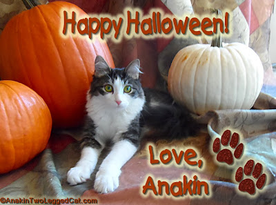 Happy Halloween! Love, Anakin The Two Legged Cat