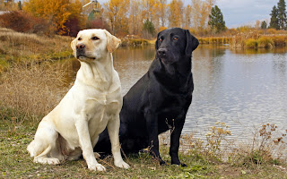 Anjing Labrador Retriever