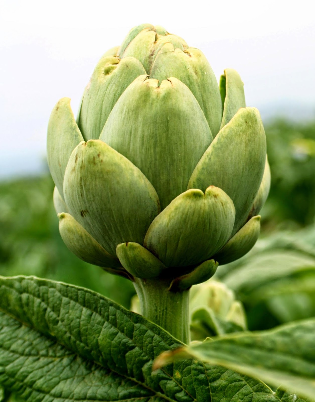 HOLIDAYS AROUND ALICANTE AND ELCHE BLOG ARTICHOKE HOW THE DEVIL IS IT