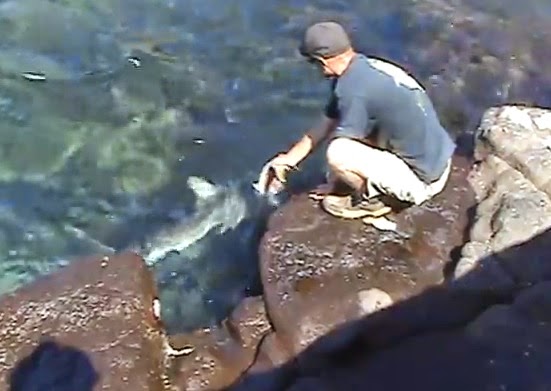 Guy hand feeds shark Guy hand feed shark from shoreline at Norfolk Island Australia