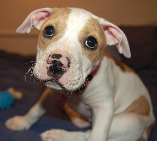pittbull puppy pitbull terrier wallpaper pitbull puppy pittbull puppy pitbull terrier wallpaper pitbull puppy