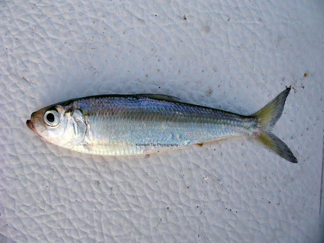 [Image: IMG_1619_post.jpg]