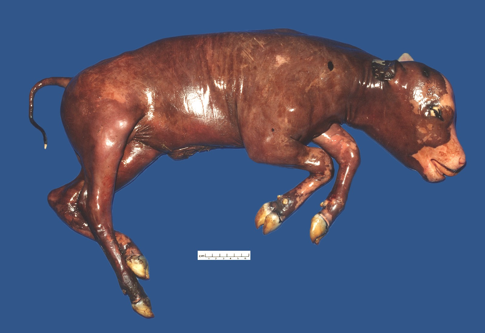 What Makes Cows Abort at Ruby Rios blog