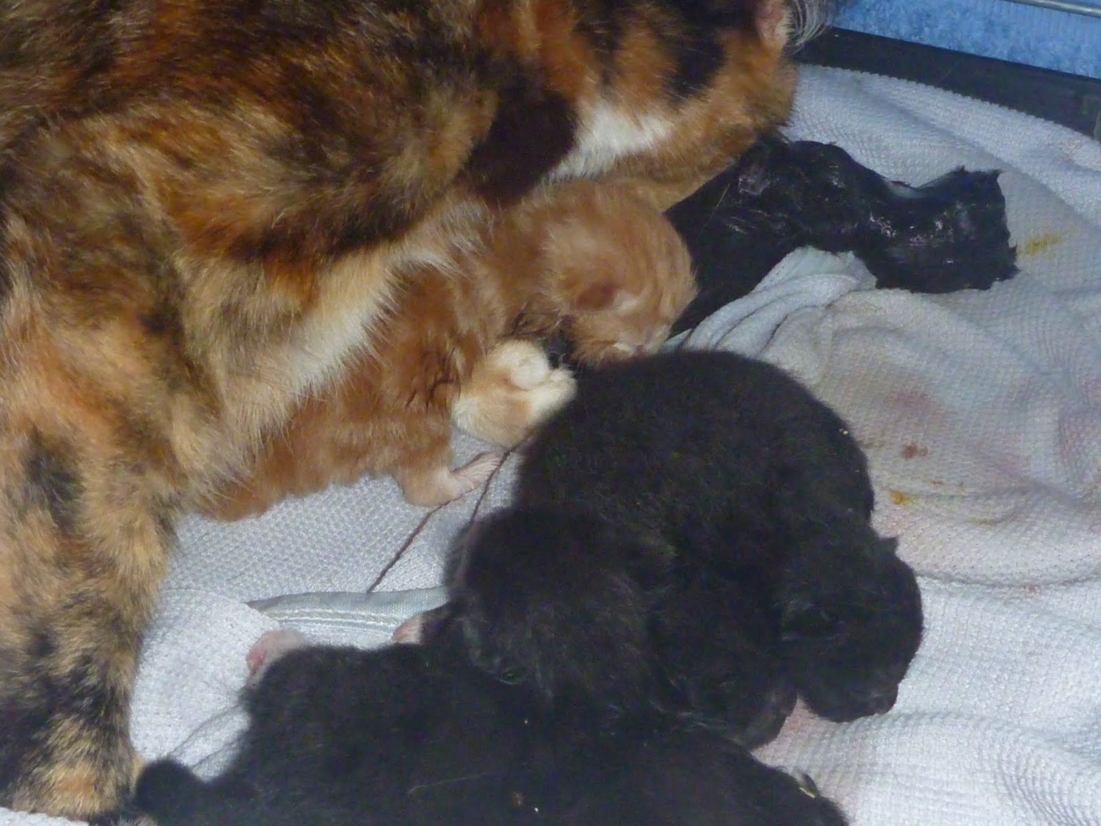 Cat Rescuing, Sunderland BIRTH OF A KITTEN