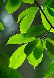 daun sirsak khasiat daun sirsak