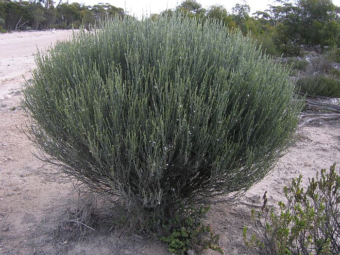 Australian Native Plants Monotoca Elliptica Broom Heath