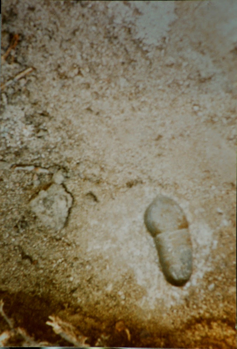 Pisada del Niño Jesús Pisada del Niño Jesús