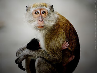 Cute Monkeys pictures