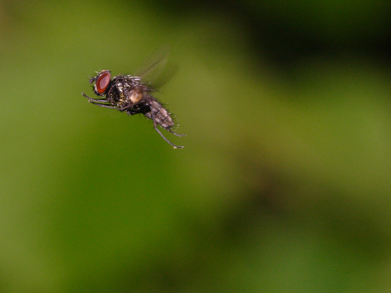 Fly | Animal Wildlife