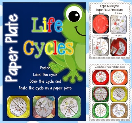 Paper Plate Life Cycles