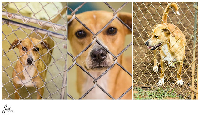 Non Profit Adoption Portrait Lynchburg Humane Society