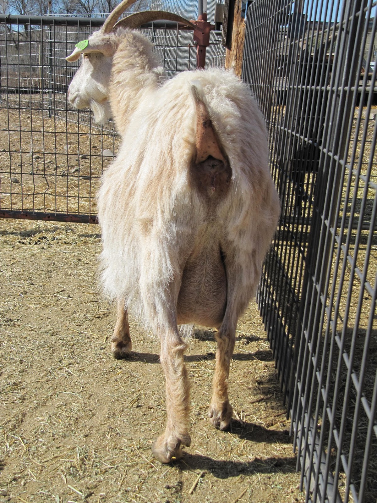 LIBERTY FARM CASHMERE GOATS CASHMERE GOATS FOR SALE