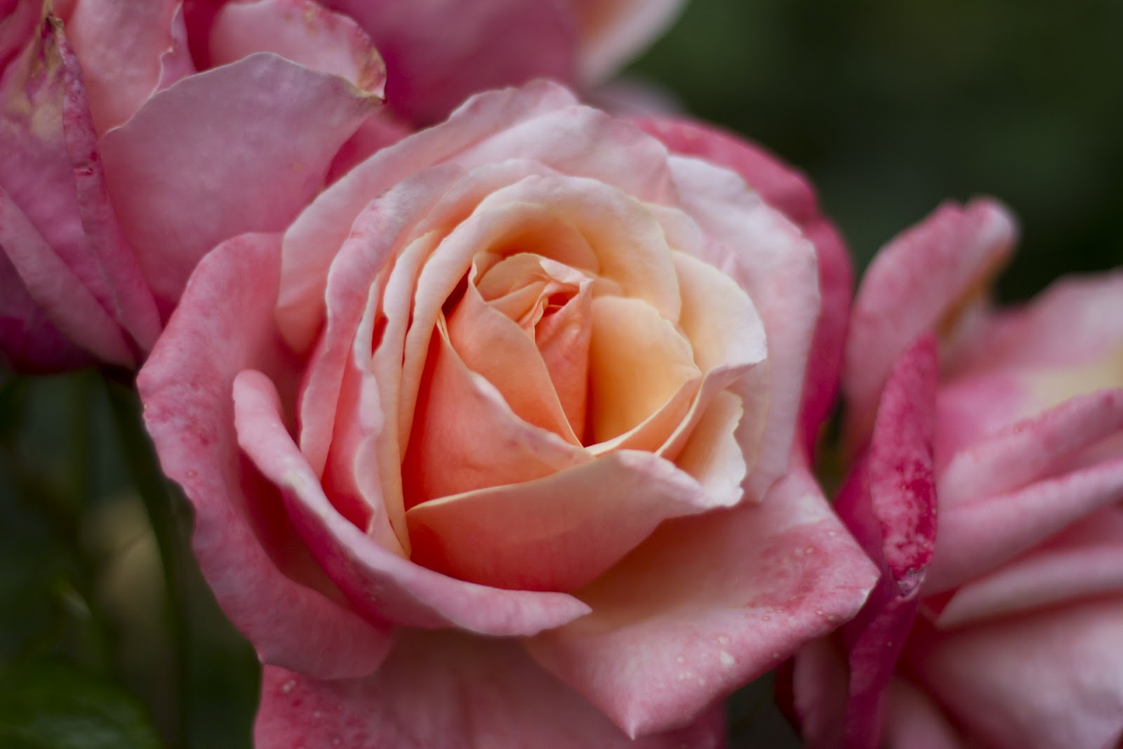 Alyssa Nedrow Photography