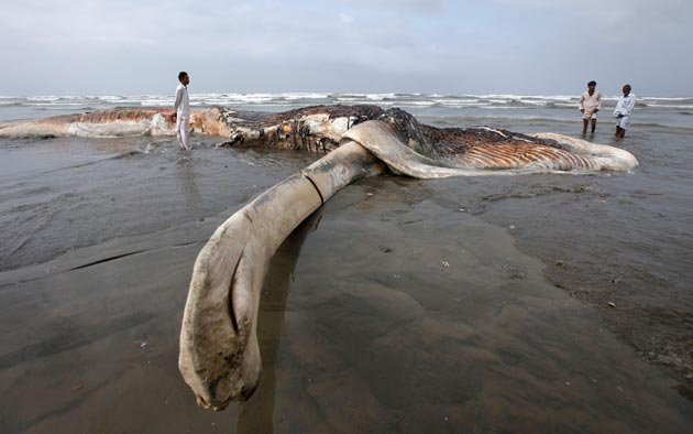 UNBELIEVABLE PICTURES