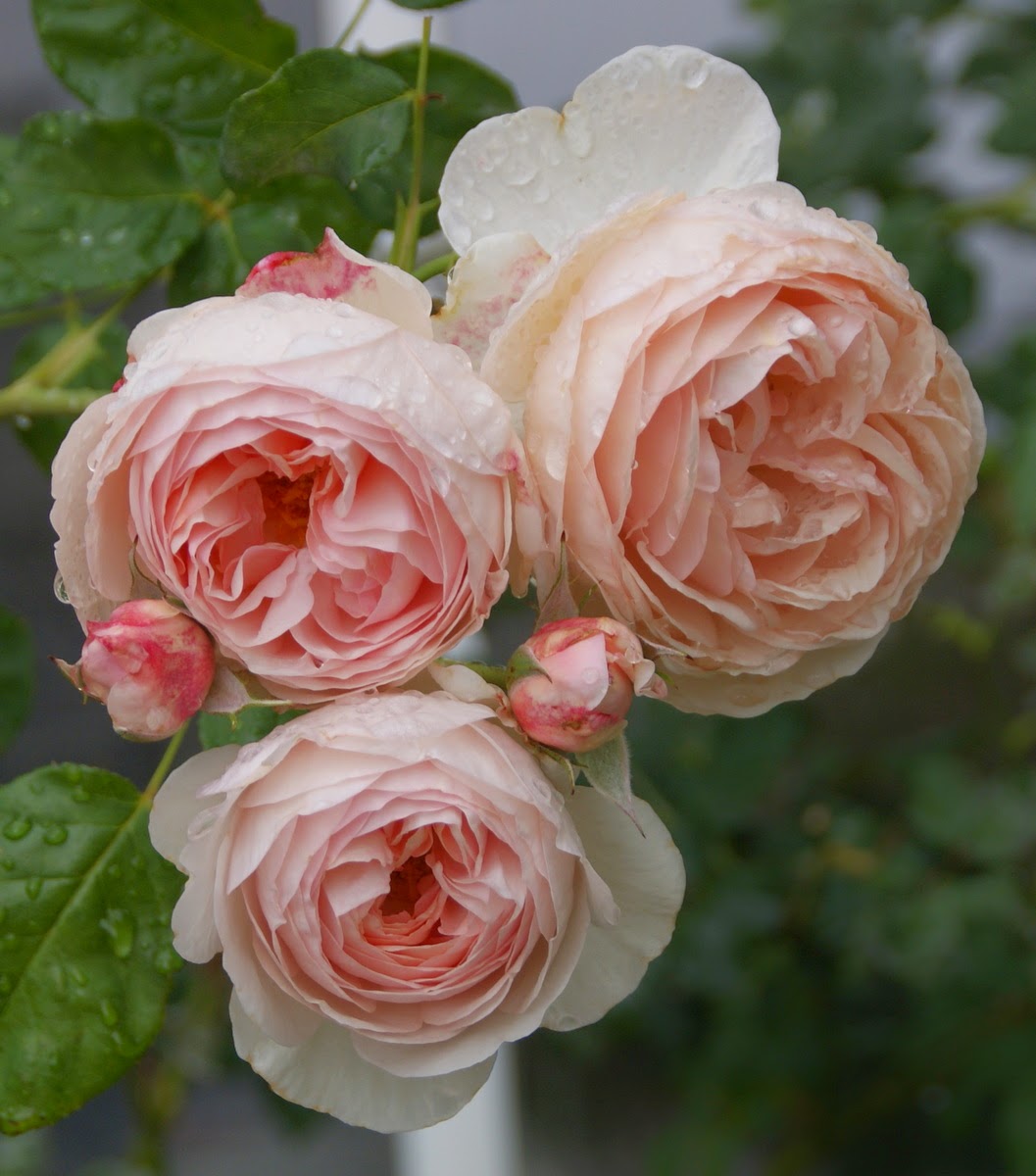 Organic Garden Dreams April Roses