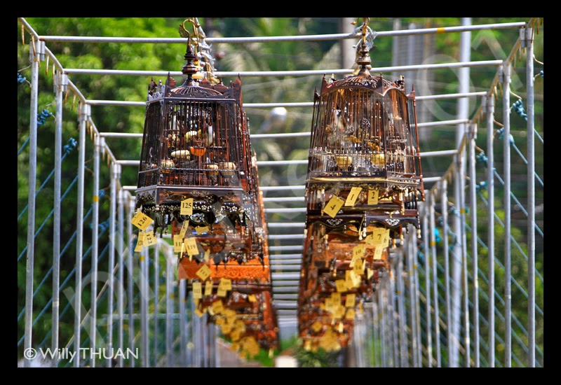 Artikel Lengkap Seputar Dunia Peternakan Lomba Burung News