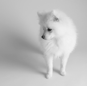 Sahabat Kecilku Si Glori Anjing Yang Manis