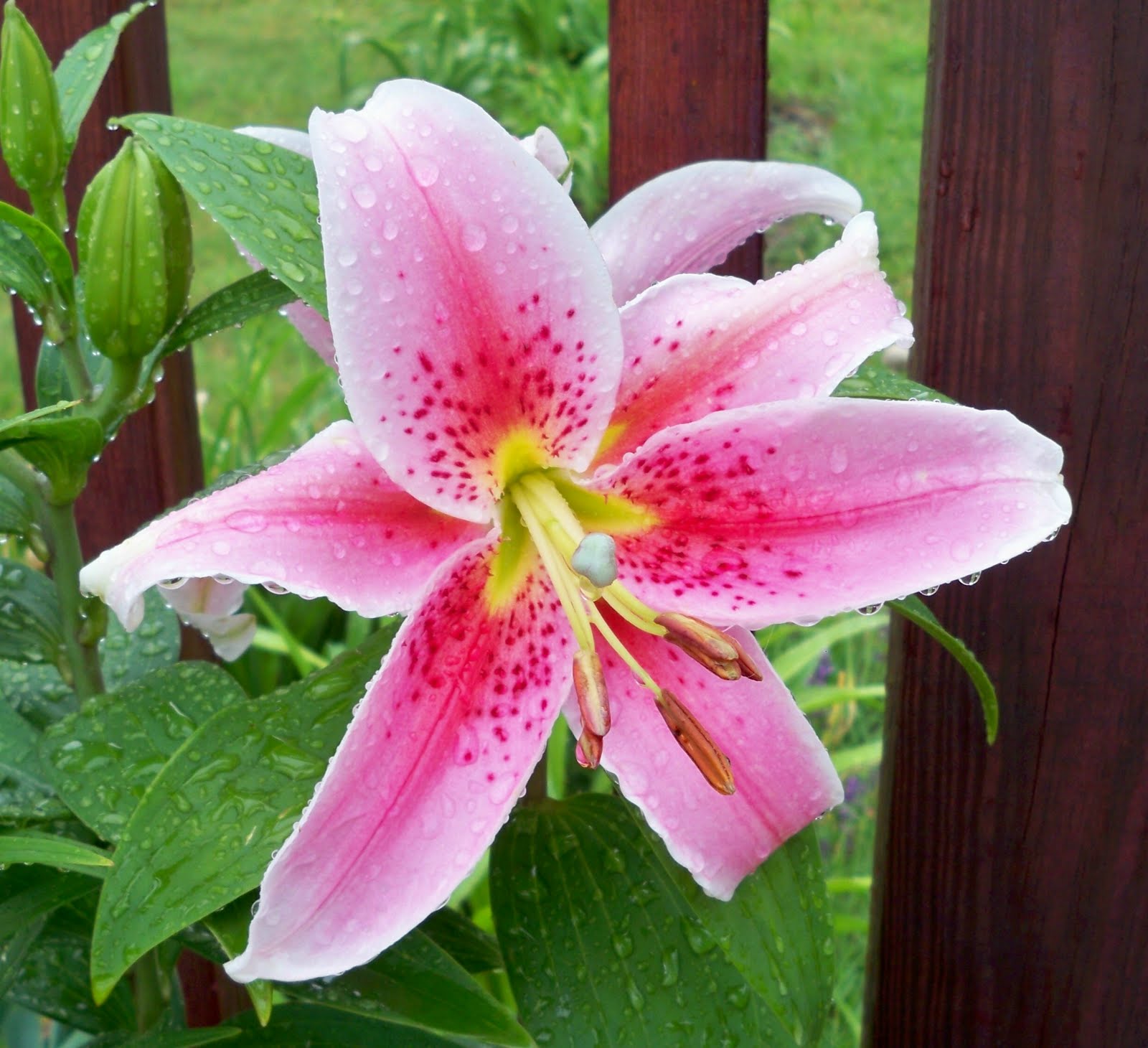 Pink Oriental Lily