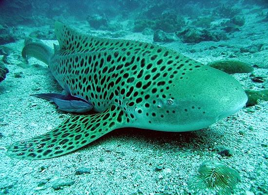 Animal Unique: Leopard Shark