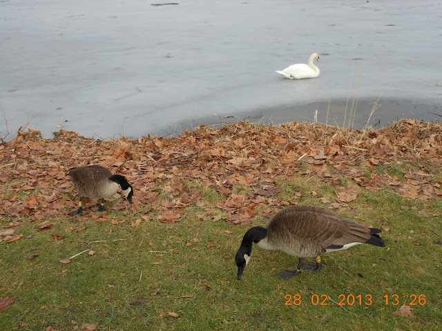 Canada Goose Accesorios Frontera popular Canada Goose Accesorios Frontera popular