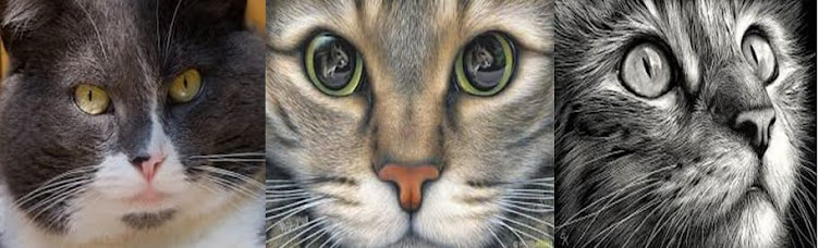 banner gatos online bebedouros para gatos