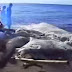 Criatura marinha gigante achada nas Filipinas intriga moradores e peritos
