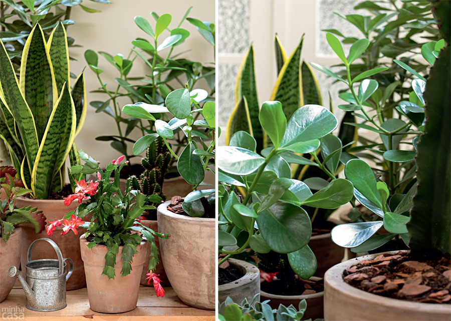 plantas jardim sombra:Blog da Decoração: Um jardim feito com plantas resistentes de pouca plantas jardim sombra:Blog da Decoração: Um jardim feito com plantas resistentes de pouca