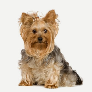 Yorkie Hairstyles For Your Cute Dogs Cute Hair Style