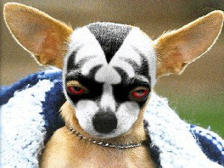 Chihuahua Coloring Pages Chihuahua Coloring Pages