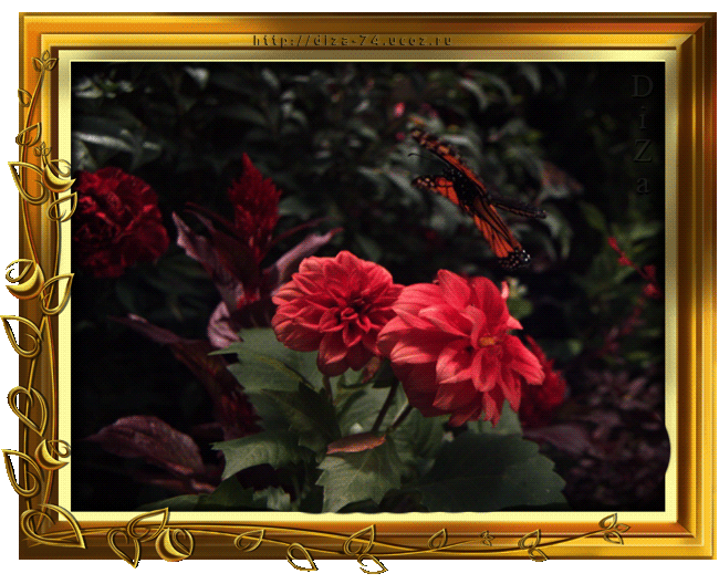 Decent Image Scraps Butterfly Animation