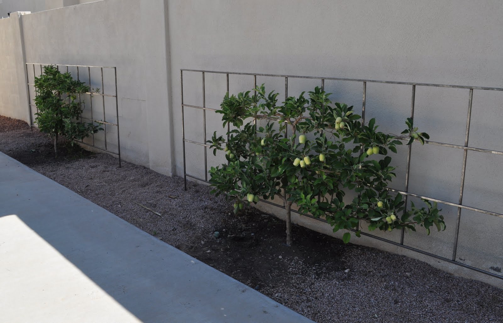 ARIZONA TRAVELER APPLE TREE TRELLISES