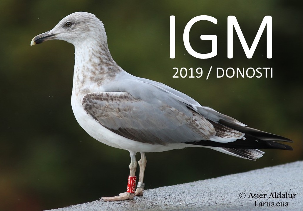 International Gull Meeting 2019