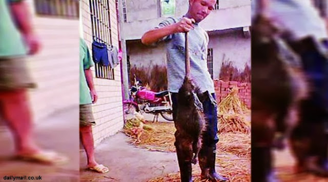 Wow! Tikus Sebesar 1 Meter Hebohkan Petani Cina