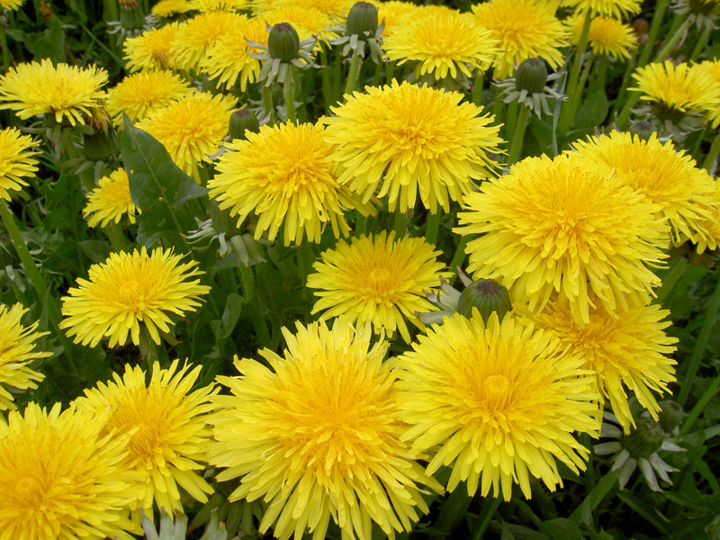 Flower Facts All About Flowers! Dandelions
