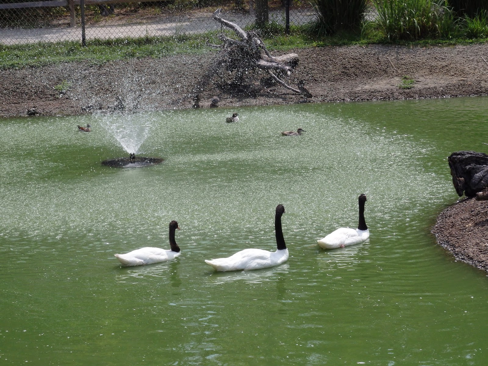 2 On the Road Sylvan Heights Bird Park Scotland Neck, NC