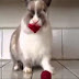 BUNNY EATING RASPBERRIES IS THE CUTEST THING!