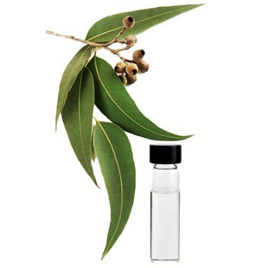 The Unbelievable Healing Health Benefits of Eucalyptus!