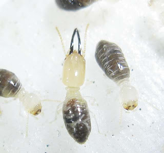 Workers and a soldier of Termes laticornis