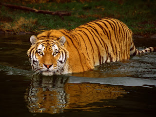 Tiger Pictures