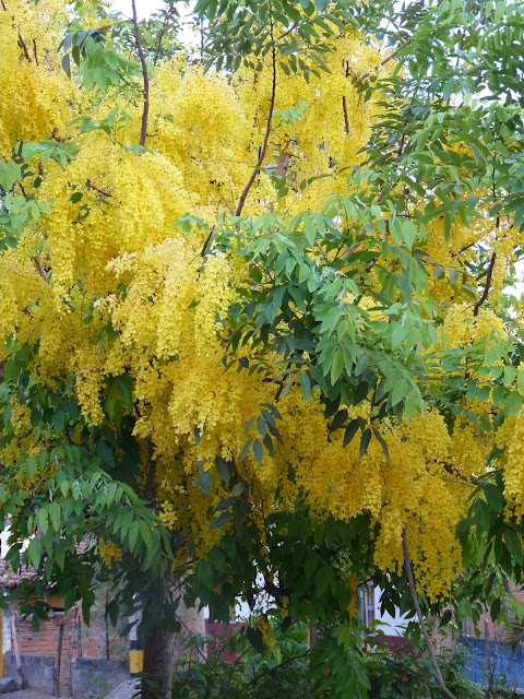 ARBORETUM: ARBOLES FANTASTICOS, lluvia de oro