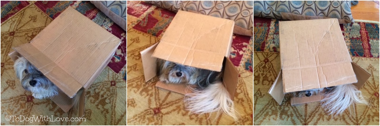 To Dog With Love Box Games for Dogs Go Hide!