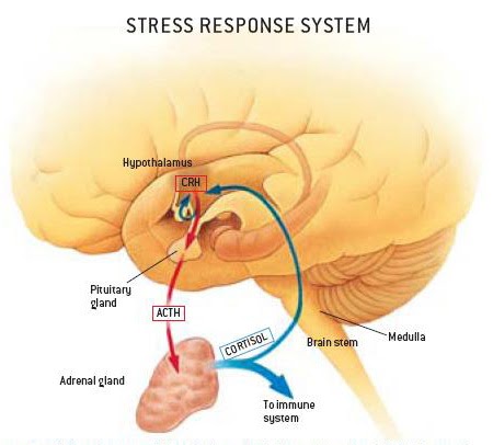 Can A Stressful Event Cause Diarrhea In Cats Can A Stressful Event Cause Diarrhea In Cats